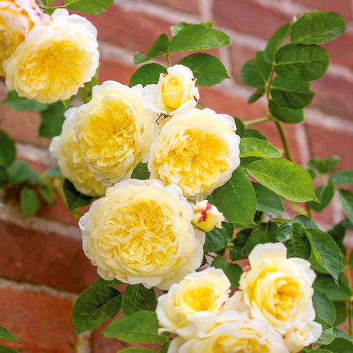 Shop - Rosa The Pilgrim - gelb - englische rosen - mittel-stark duftend - David Austin - Die gefüllten, sanft gelben Blüten der Sorte The Pilgrim harmonieren mit vielen anderen Blumen in Randbeeten. Ihre Büsche mit kräftigen, hinaufstrebenden Ästen werden
